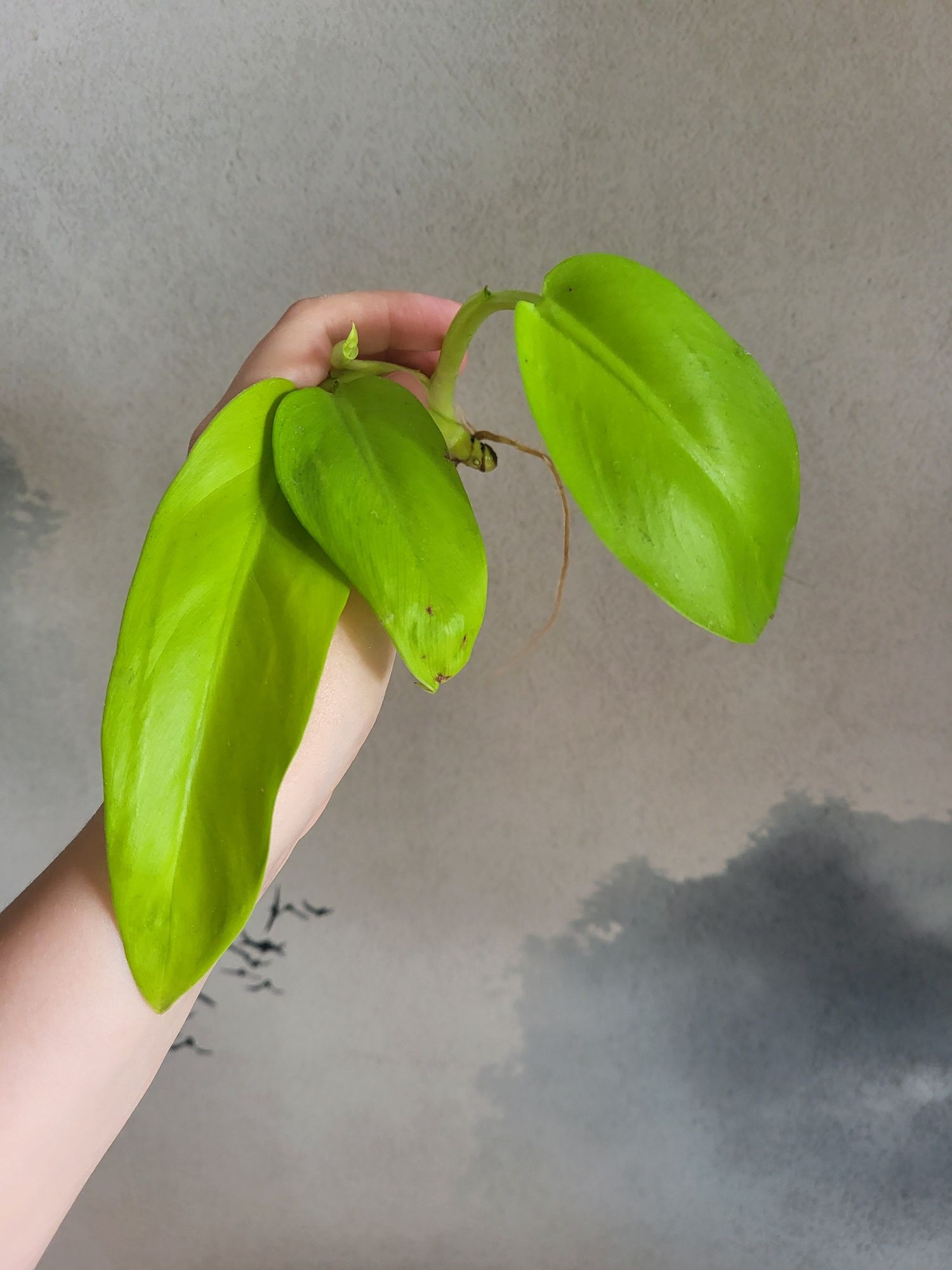 Philodendron MALAYA GOLD