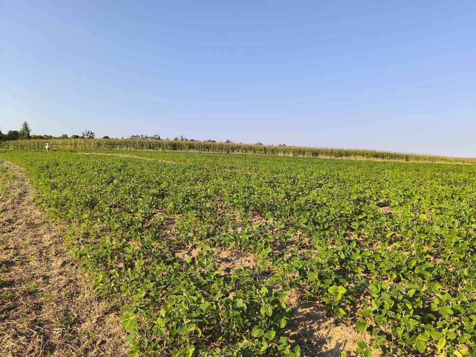 Земельна ділянка 21 сот в Грушвиці Другій під будівництво - 7000 Дол С