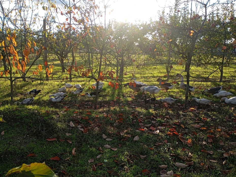 Patos mudos 20€ casal