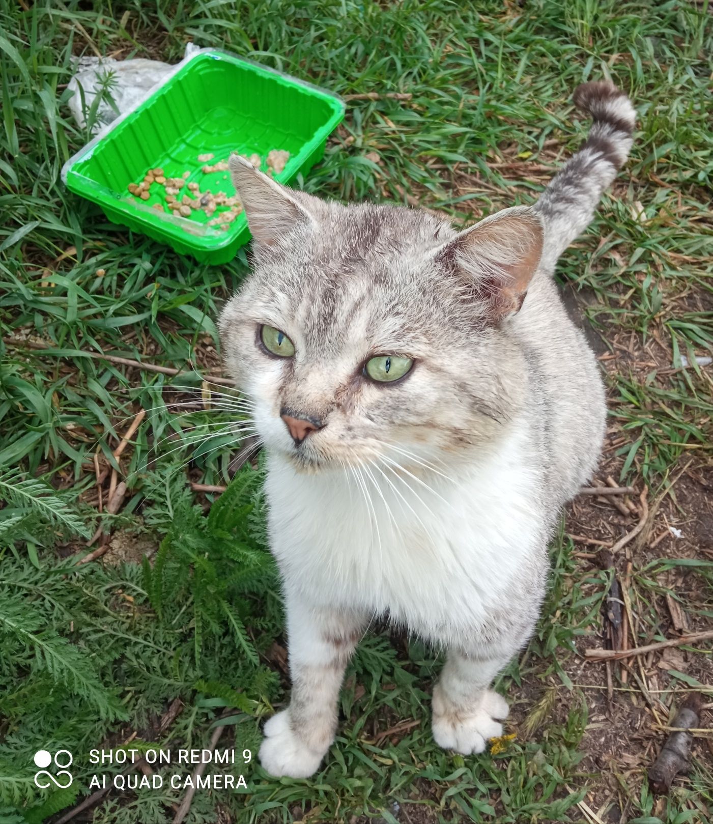 Молодий котик в дбайливу родину