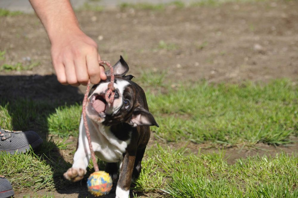 Śliczny, energiczny szczeniak Boston Terrier, gotowy do zmiany domu!