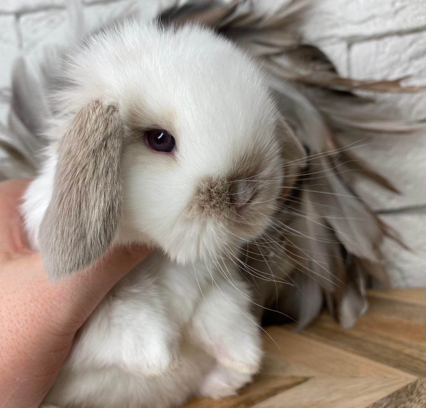 Mini lop zarejestrowana hodowla