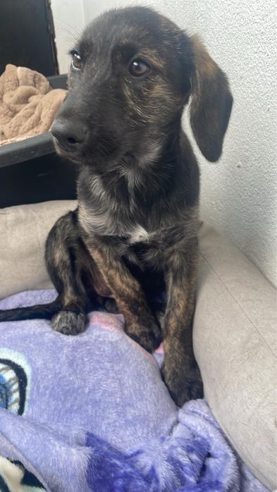 Cadelinha com 3,5 meses para adoção muito responsável