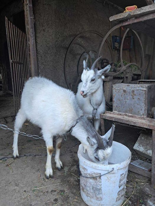 Коза, коза 1 рік