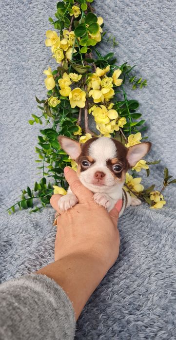 Estupendo mini mini menino Chocolate Chihuahua/Chiuaua de Qualidade