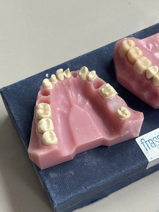 Dental Model Set – Frasaco A3
