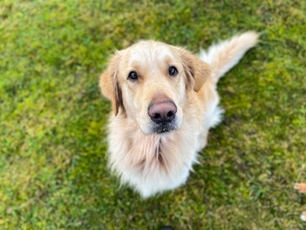 HIRO - młody Golden retriever szuka odpowiedzialnego domu