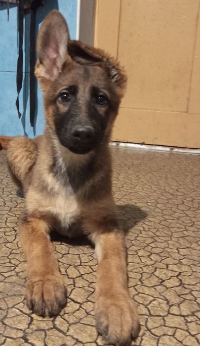 Цуценята німецької вівчарки