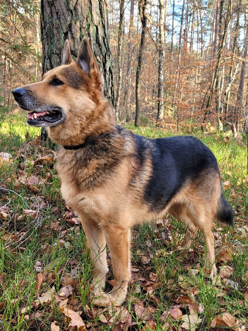 Piękny, kochany do adopcji  (dowóz do nowego domu)