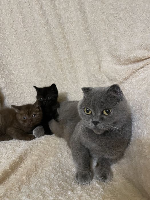 шотландські кошенята котик і киця