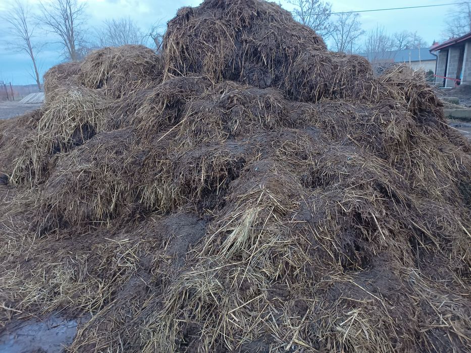 Obornik bydlęcy 100 ton polifoska, saletra amonowa, saletrzak
