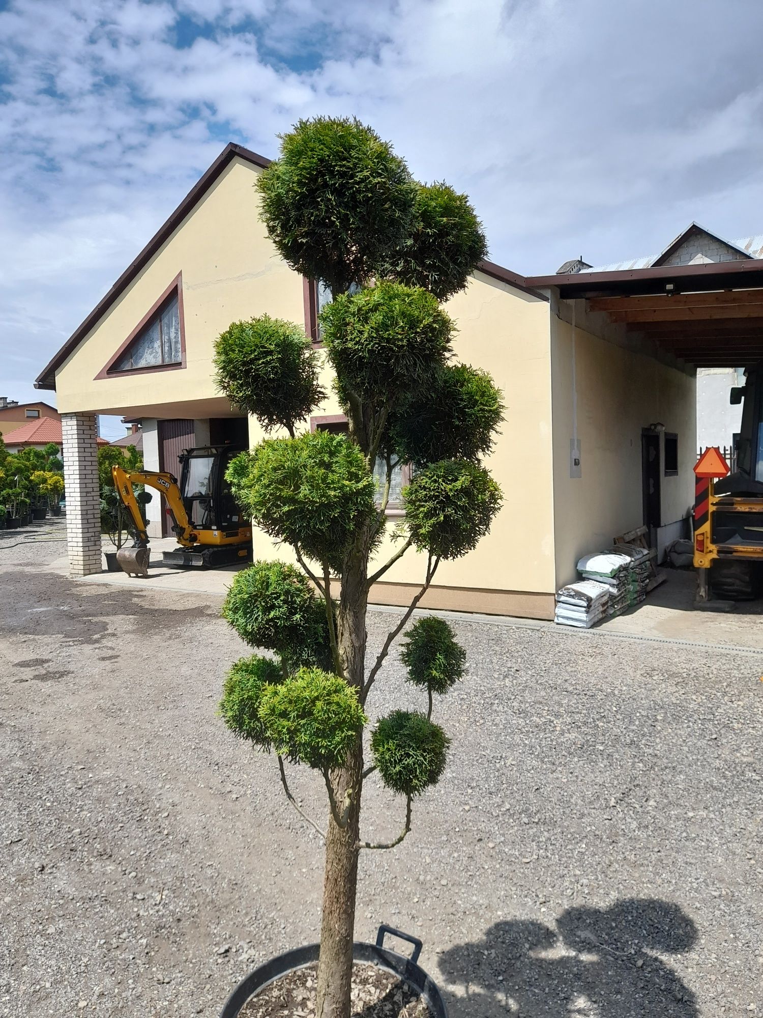 Tuja formowana Bonsai