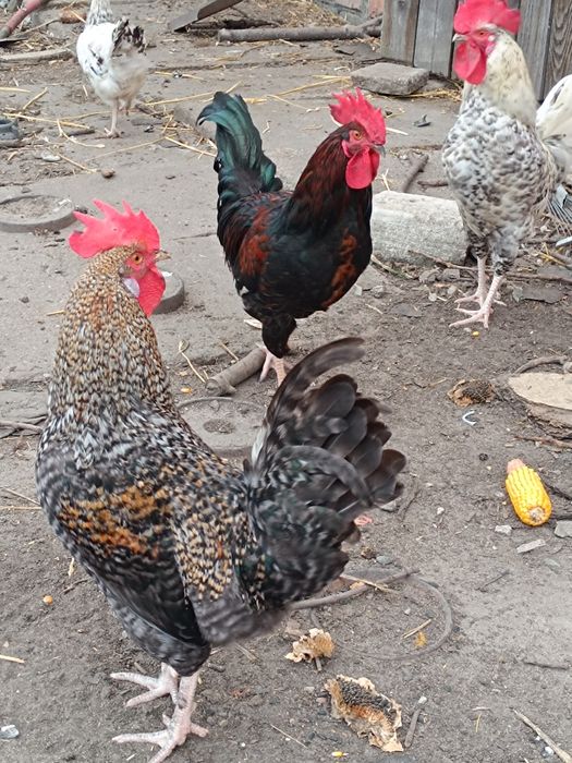 Sprzedam koguty na rosół lub do chowu