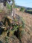 Tronco de oliveira