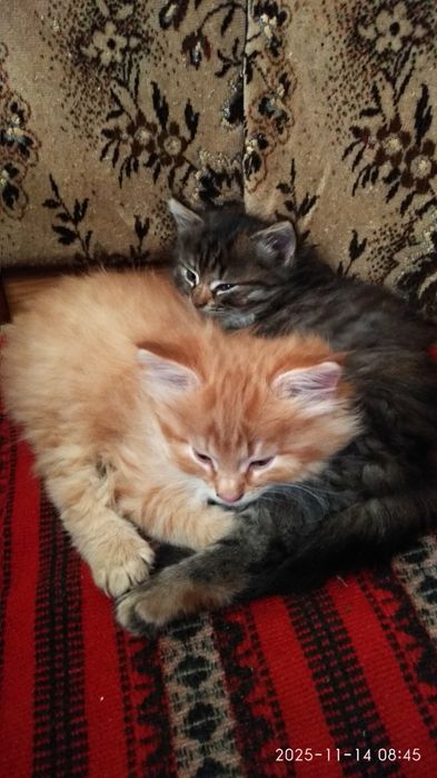 Віддам в добрі руки кошеня