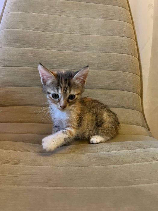 Дівчинка кошеня киця трьохмасна, мама мейнкун