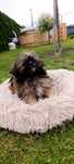 Śliczna Sunia Shih-tzu Czekoladowa • Gotowa Do Odbioru •