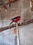 rosela penante macho