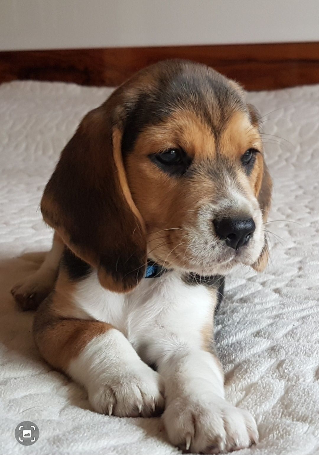 BEAGLE- Piesek po* Grand  Championach FCI *Badania , Profil DNA*