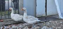 2 Patos Gansos Branquinhos