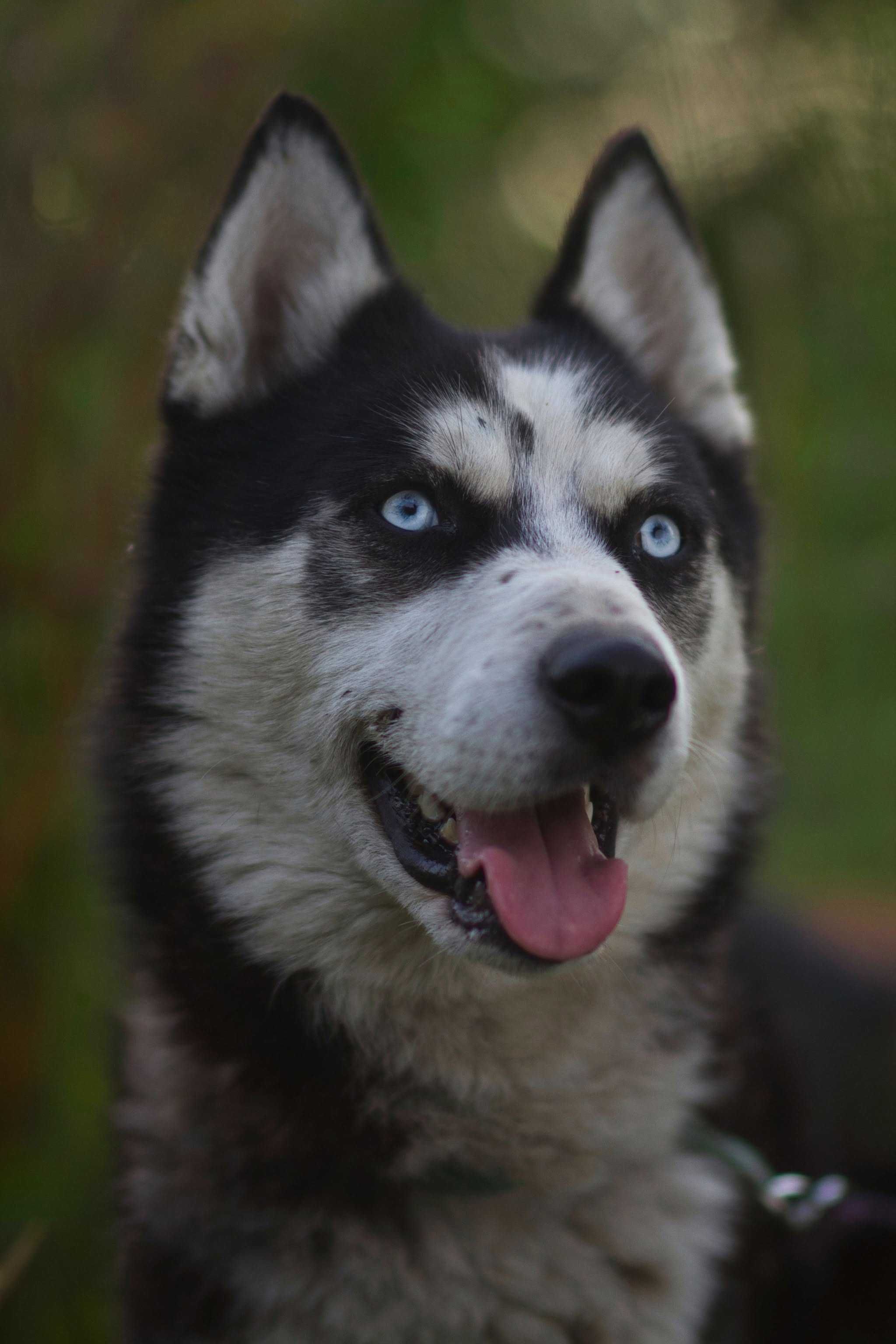 Zjawiskowo piękny, 1,5 roczny samiec husky szuka aktywnego opiekuna