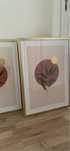 2 Lindos quadros novos com moldura dourada 50x70