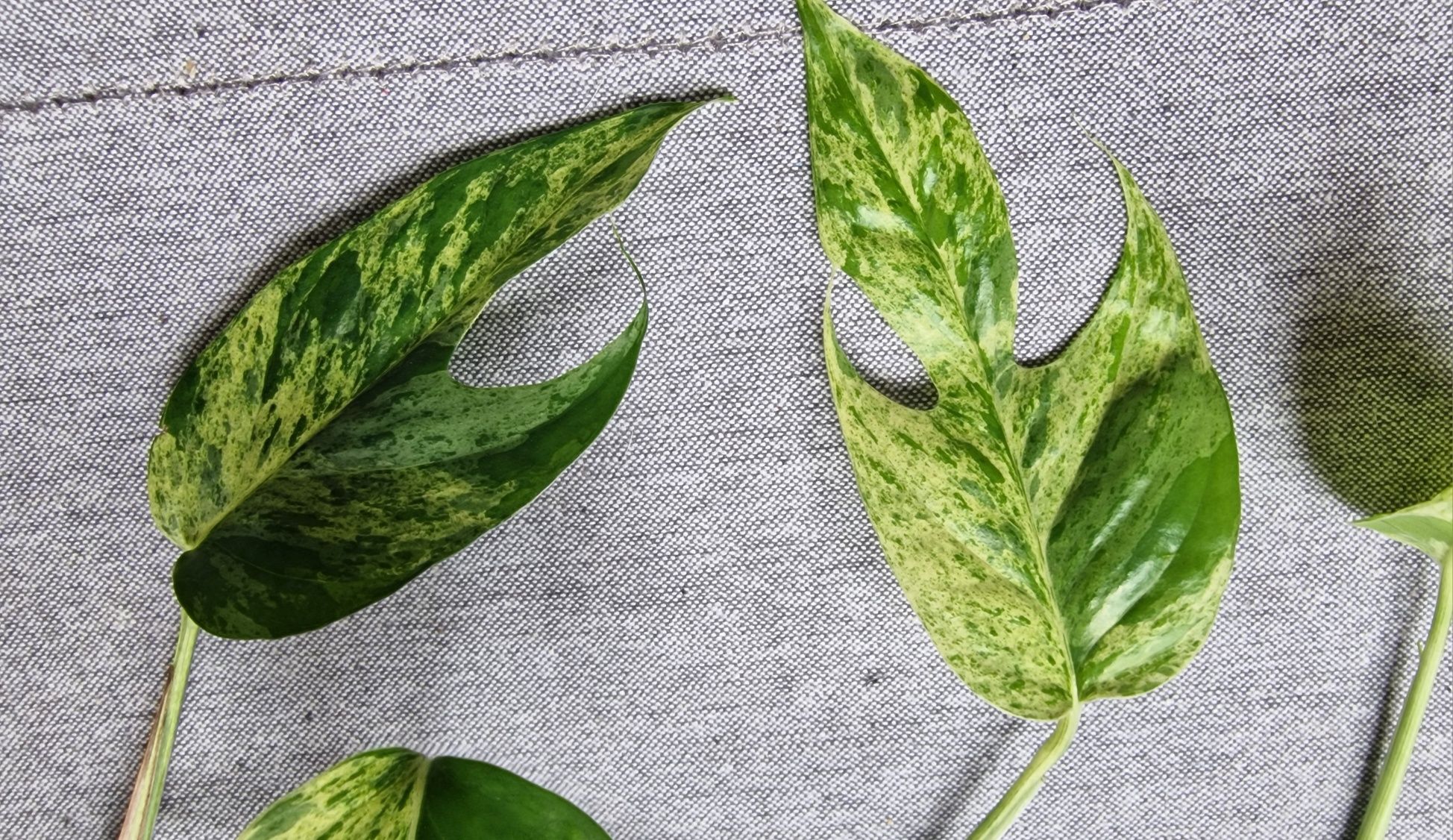 Epipremnum pinnatum Marble