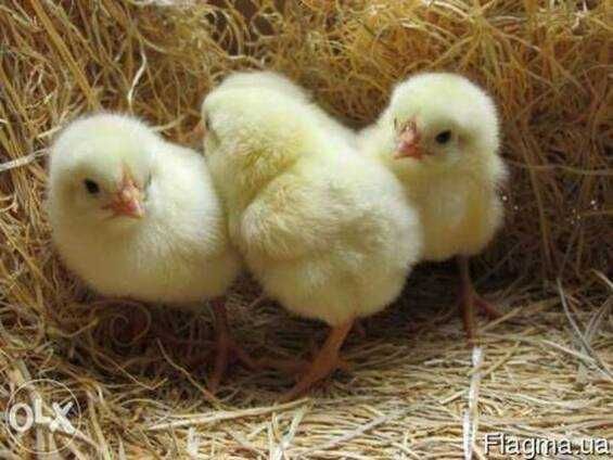 РОСС 708 Венгрия суточные опт и розница