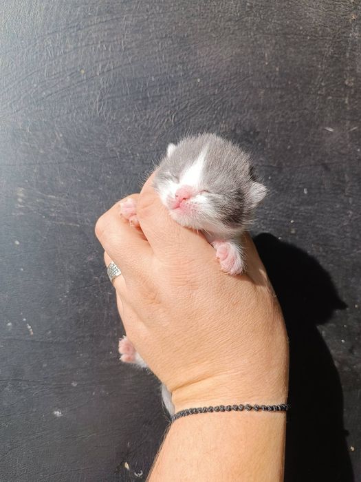 Котики та киці, сірі з білим, білі з чорним, дуже яскраві та красиві,