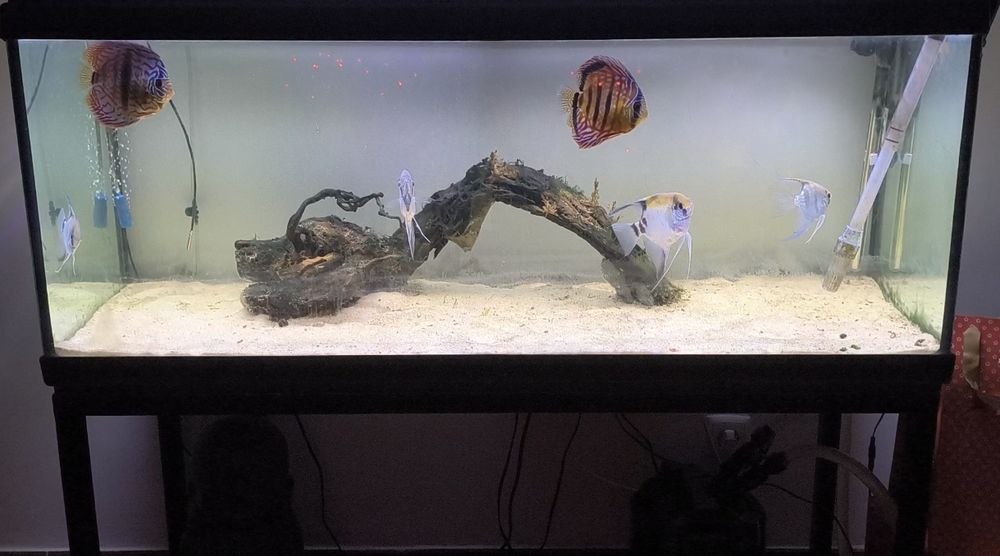 Aquário completo com fauna e filtro e decoração