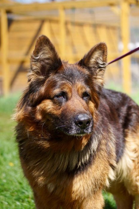 Hera- wspaniała suczka owczarek niemiecki do adopcji