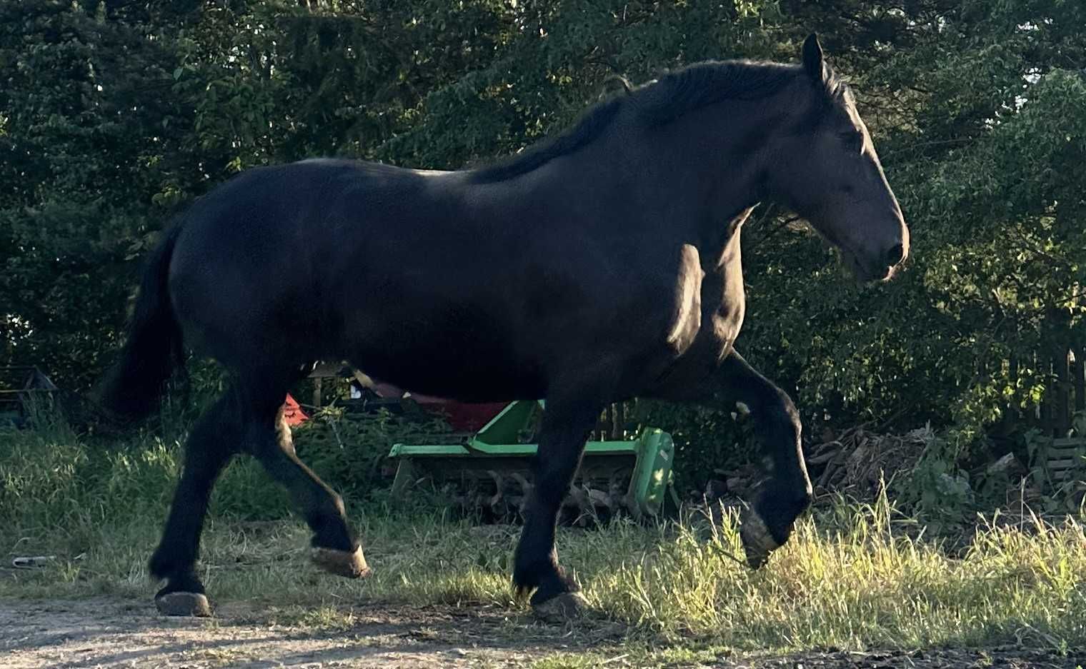 Sprzedam karą klacz PERSZERON