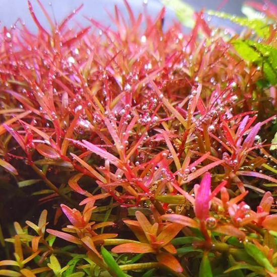 Rotala Rotundifolia Colorata