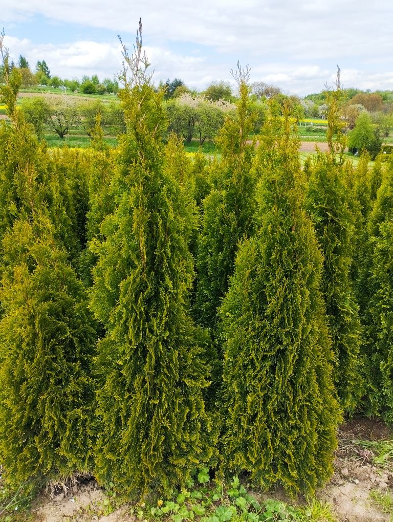 Thuja Szmaragd gęsty 160-170cm Garliczka