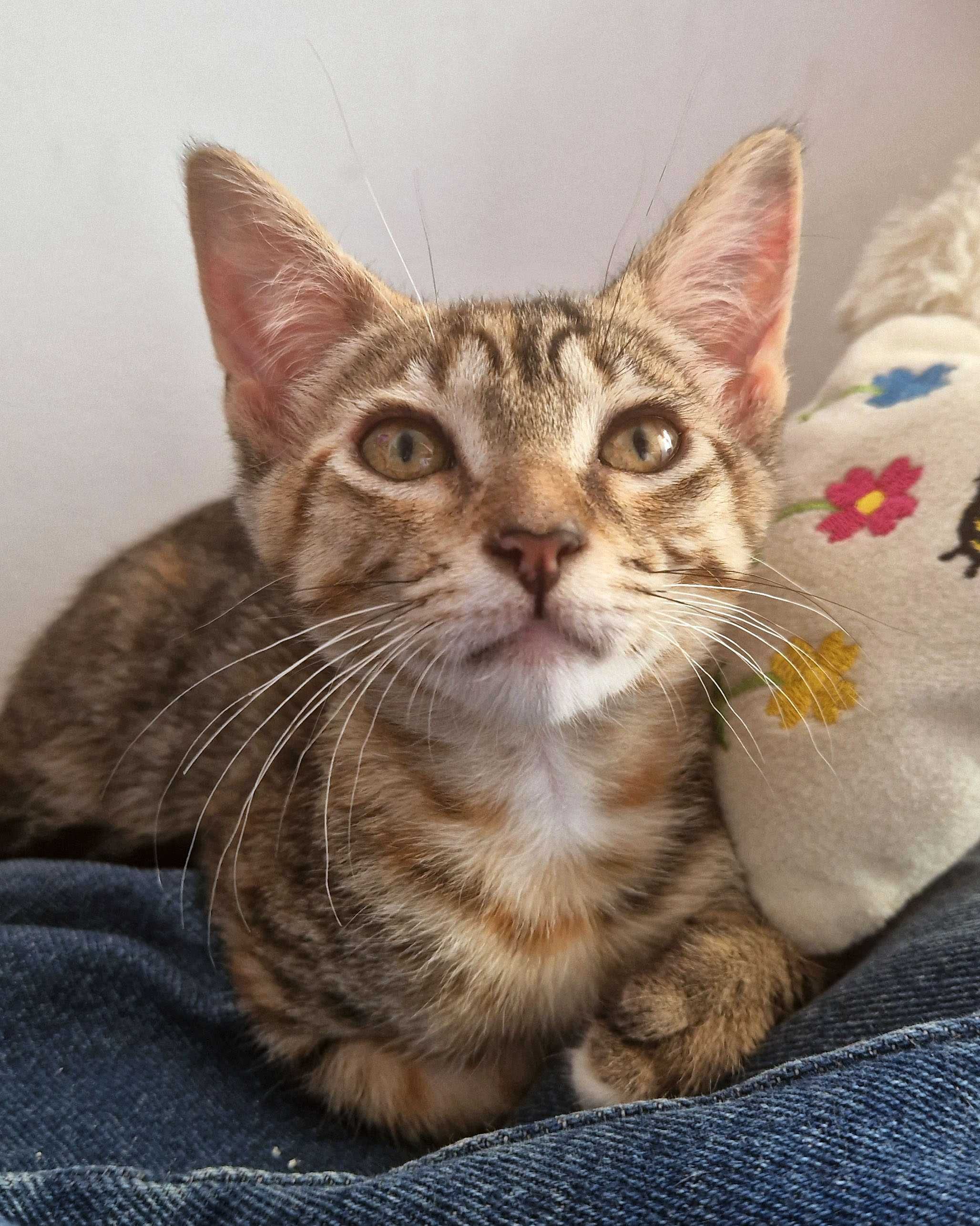 Setúbal / Margem Sul / Lisboa — NIKKA, gatinha para adoção