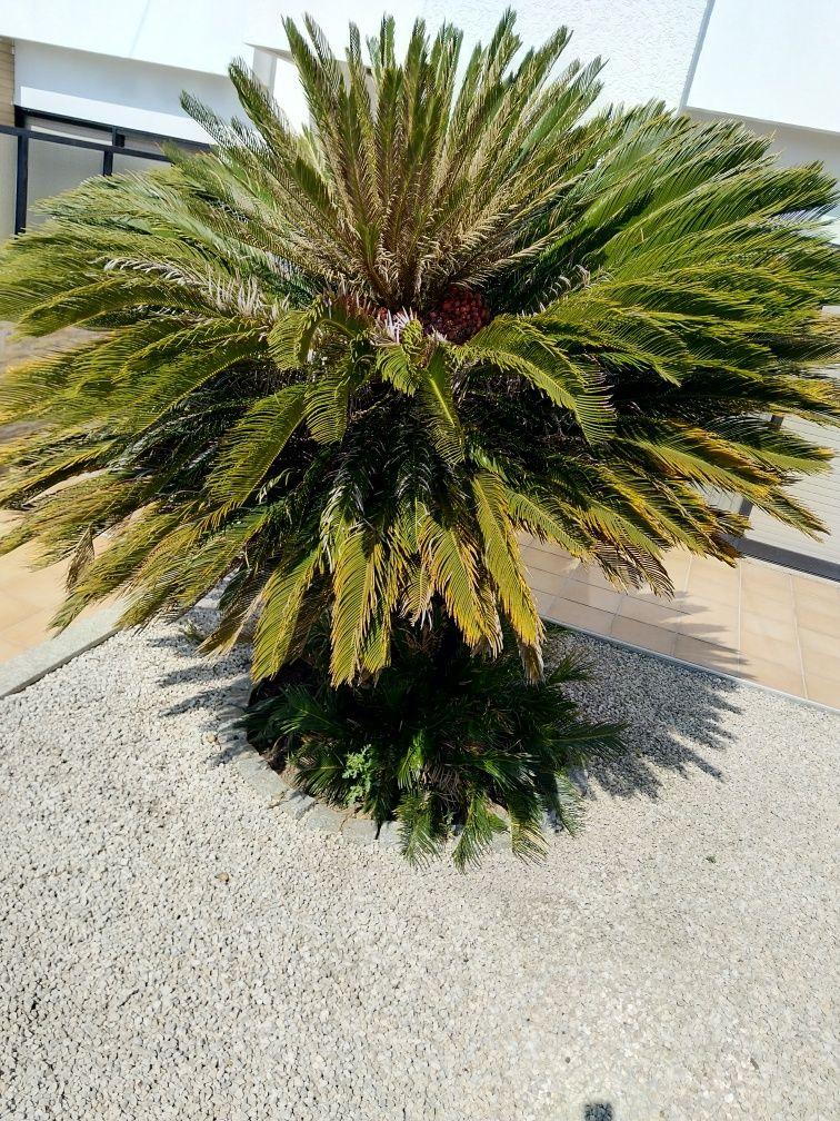 Cyca Gigante de Jardim Altura 1,80Cm.