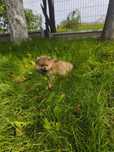 Szpic miniaturowy pomeranian