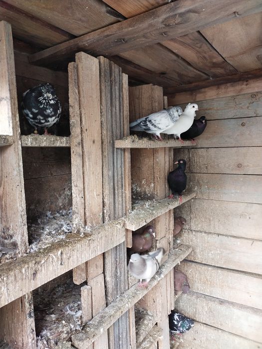 Gołębie wiedynki, budapeszty, inne