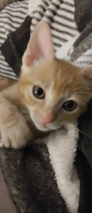 Gatinho bebe com dois meses para adoção