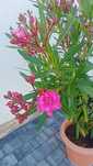 Oleander różowy, pełny kwiat wysokość 165cm