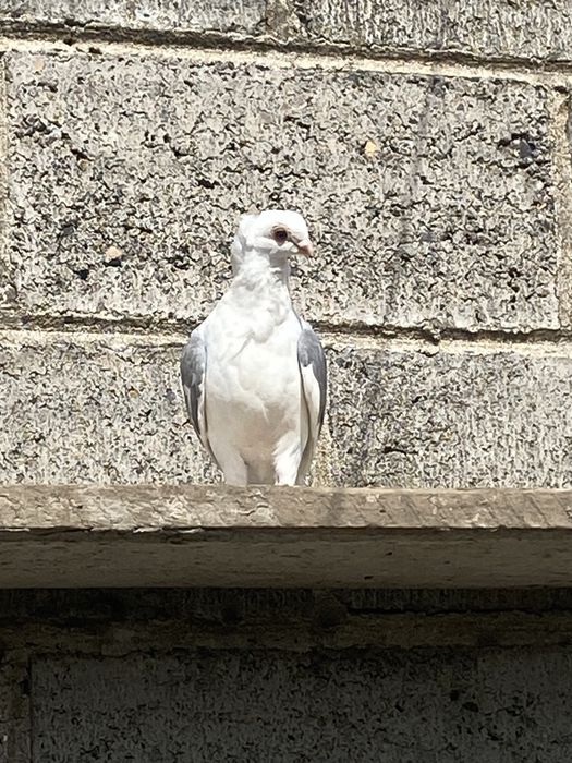 Mewi polskie, gołębie