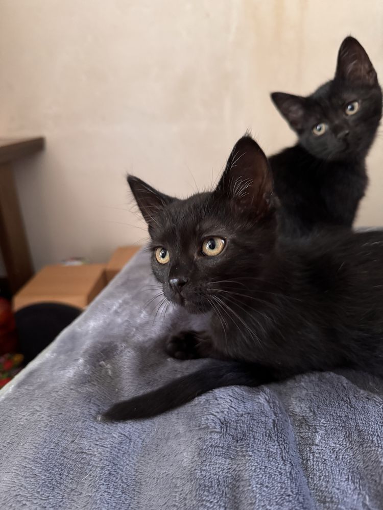 Кошеня 2.5 місяці хлопчик