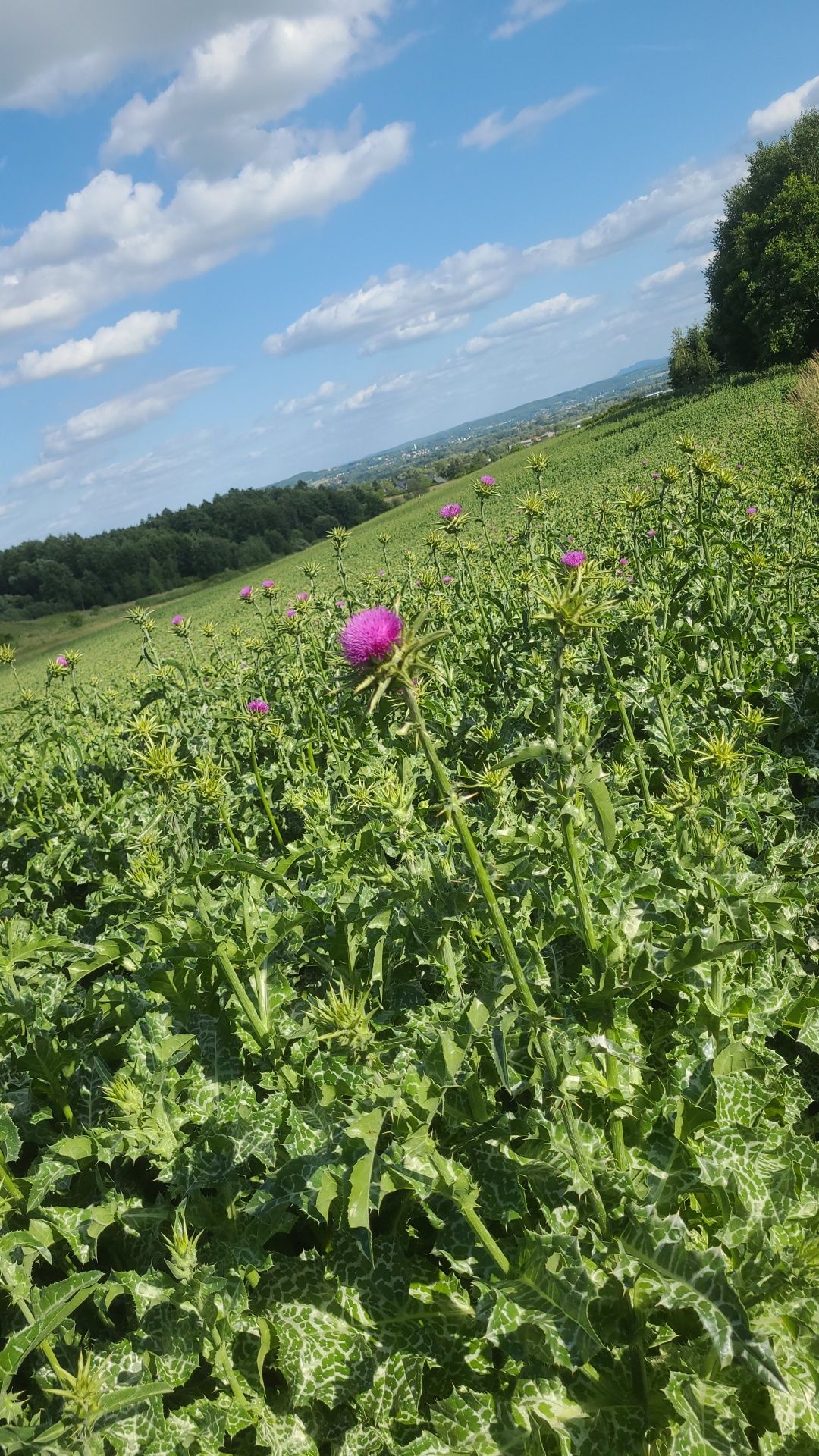 Ostropest plamisty nasiona
