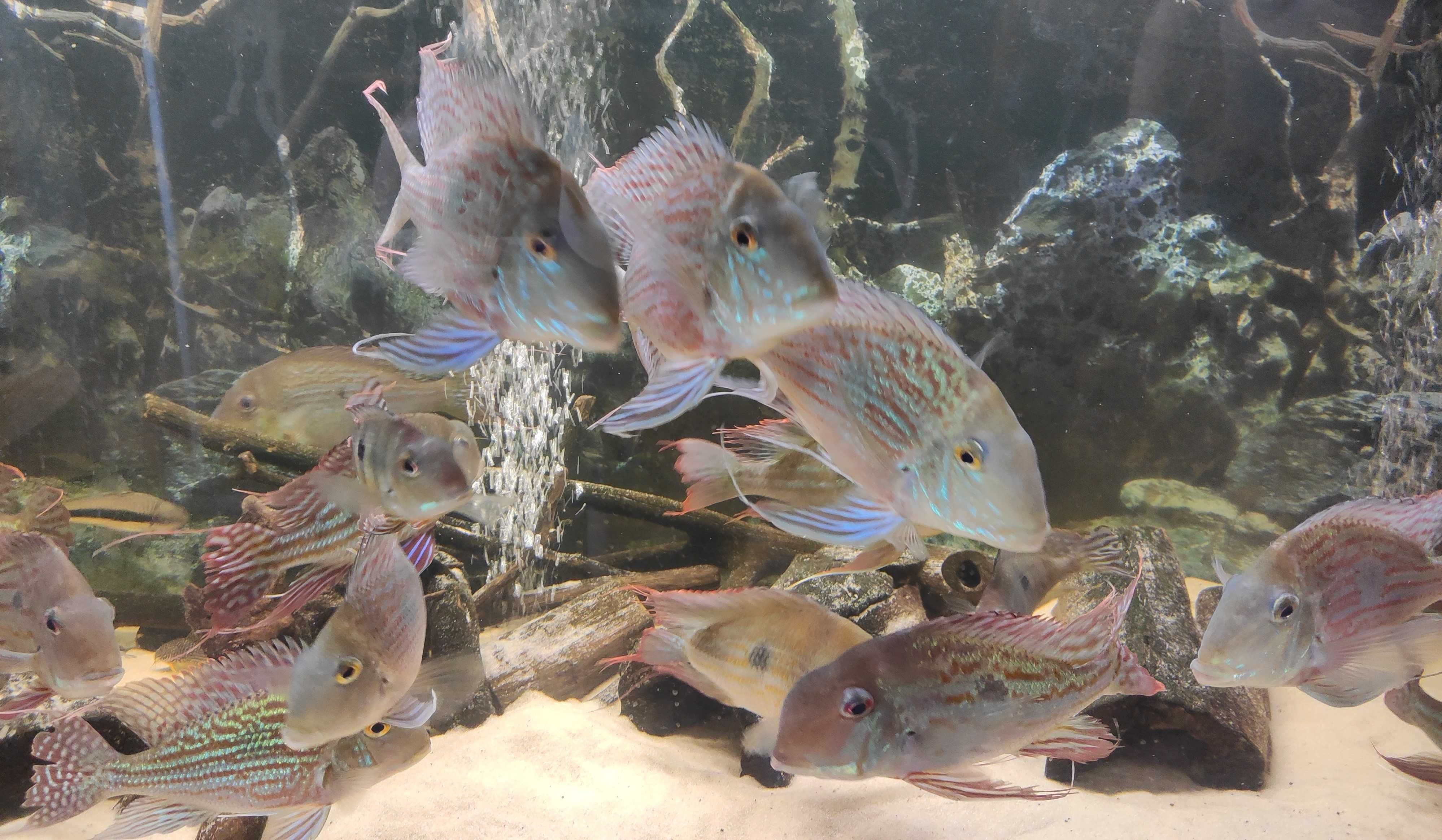 Ziemojady Geophagus Sveni