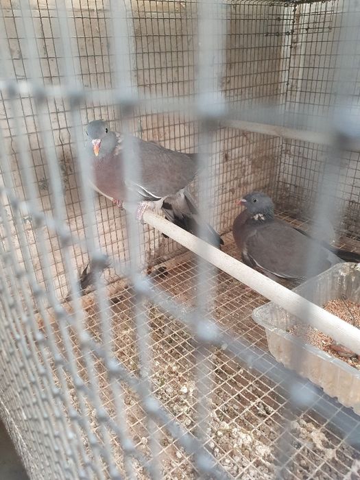 Casal de pombos Calumba Polumbus muito mansos