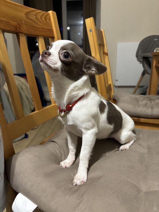 Чихуахуа чистокровная с пакетом документов