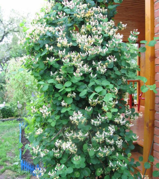 Садові     квіти