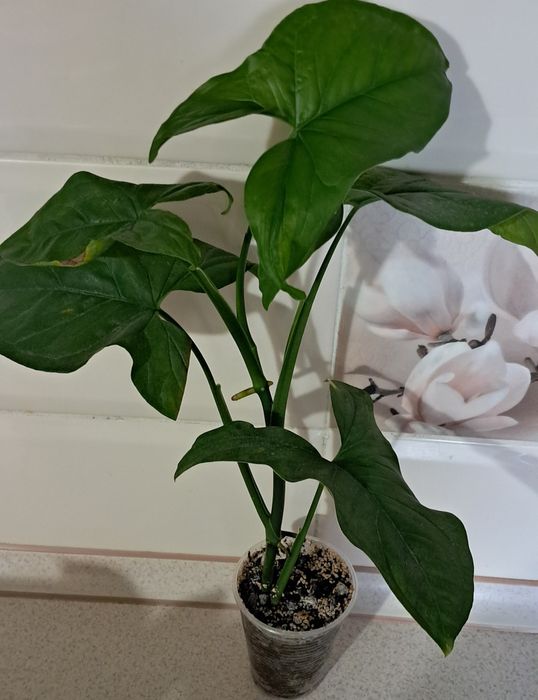 Пропоную кімнатні квіти