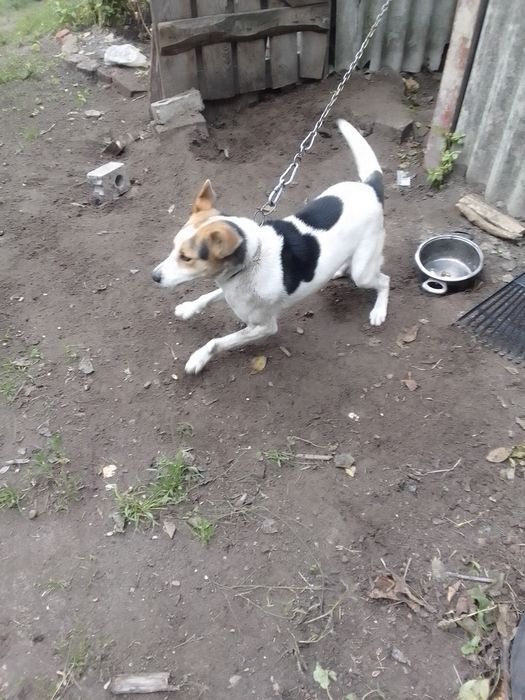 Вітдам песика 1 рік