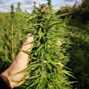 Futura Nasiona kwalifikowane z certyfikatem C2 do siewu 2025 PROMOCJA